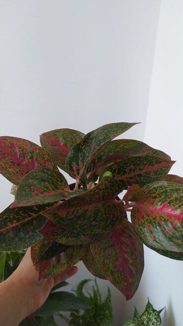 декорации для аквариума: Фикус, бугенвелии, аглаонемы, калатеи, Сансивьера, диффенбахия — 9