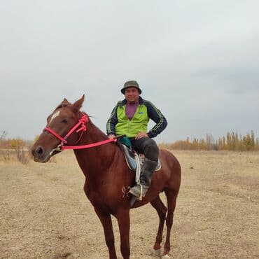 Аквариумы: Продаю | Конь (самец) | Рабочий | Мерин — 2