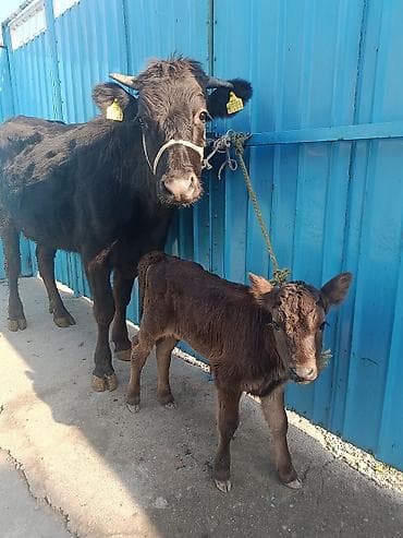 молоко осла: Продаю | Корова (самка) | Для молока | После отела — 1
