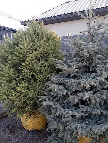 семена голубой ели купить: Хвойные деревья с комом земли (в мешках) Ассортимент: - Ель/пихта с — 1