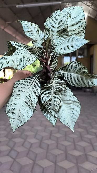 Комнатные растения: Аглаонема «Серебряный рисунок» (Aglaonema pictum/commutatum — 1