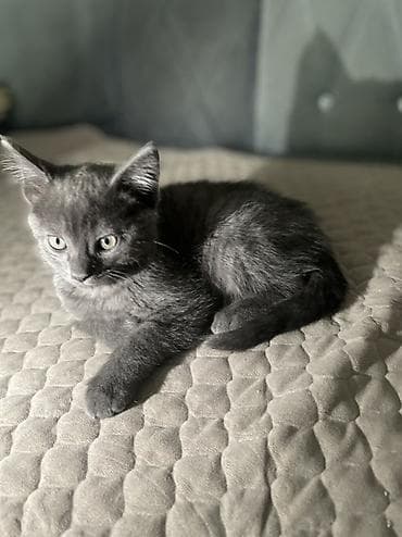 Котята, домашние, воспитанные, приучены к лотку. - Окрас: один