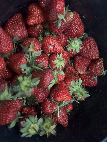 цена вишни на рынке: Клубника В розницу — 2