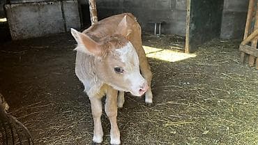 А/ч жаныбарларын сатам: Сатам | Музоо | Бордоп семиртүү үчүн | Кунажын — 1