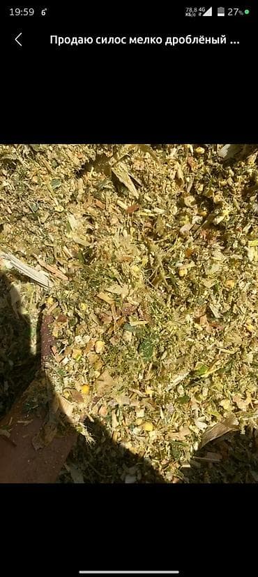 Силос мелко дроблёный. Описание: - Кормовая смесь из измельчённых at lalafo.kg Силос мелко дроблёный. Описание: - Кормовая смесь из измельчённых