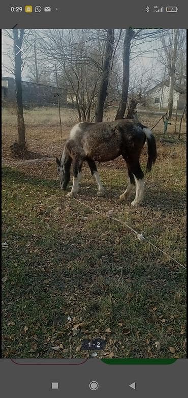 Птицы: Продаю | Жеребенок | Для разведения — 1