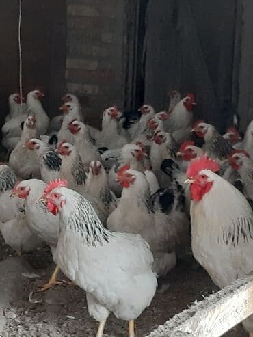 наполнитель для животных: Продаю | Цыплята, Инкубационные яйца | Кучинская, Суссекс | Для разведения, Несушки — 7