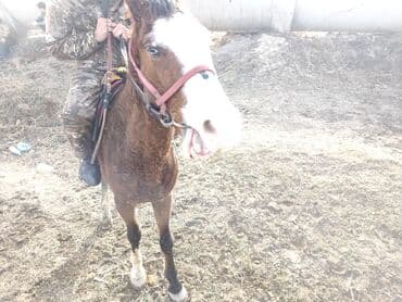 хомяки бишкек: Сатам | Жылкы (эркек) | Жумушка — 2