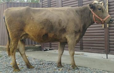кыргыз добот ит: Продаю | Корова (самка) | Алатауская, Швицкая | Для молока | Искусственник — 6