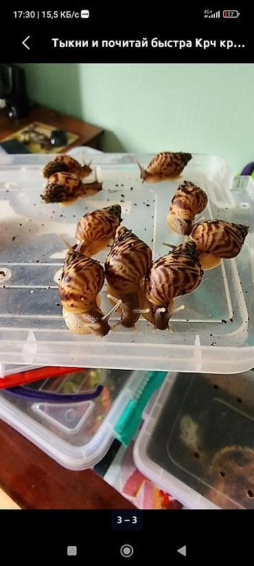 улака ат: Продаются улитки ахатина фулика и ретикуляты.(2-4месяца) домашние — 2