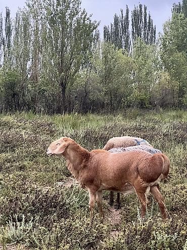 обмен на дакан: Продаю | Баран (самец) | Арашан | Осеменитель — 1