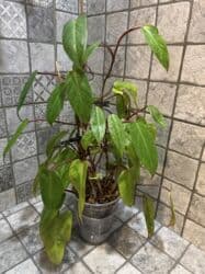 диффенбахия купить: Продаю в ассортименте цветы из личной коллекции. Все взрослые, мощная — 8