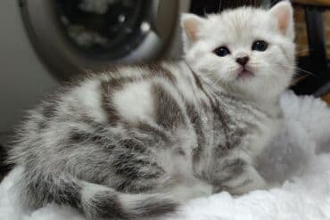 кошка домик: Скотиш Страйт (Шотландская прямоухая), 2 месяца, Девочка — 1