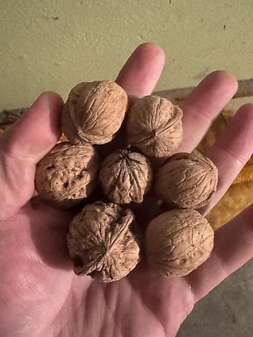 скоро: Грецкий орех в скорлупе - тщательно просушенные орехи - Калибр — 2