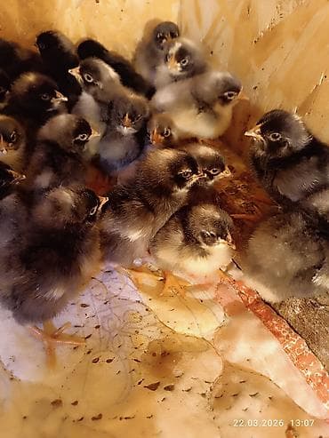 для цыплят: Продаются суточные цыплята породы Плимутрок Цена120 сом — 3