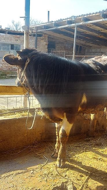 бык на откорм: Продаю | Бык (самец) | На откорм | Привязанные — 6
