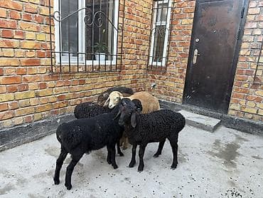 мучные черви купить: Продаю | Овца (самка) | Для разведения | Ярка — 10