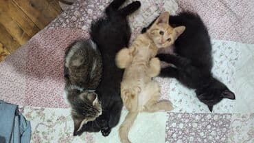 египетская кошка 2021 оригинал: Котята в добрые руки 2 месяца маму тоже отдаём в добрые руки девочка — 13