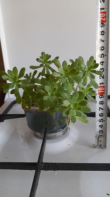 сколько стоит алоэ: - Алоэ, лечебный, возраст более 1 года, высота 30 см. Есть два — 9