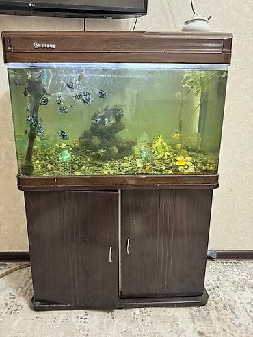 Аквариумы: Аквариум 75 см с тумбой, в хорошем состоянии Продаётся большой — 2