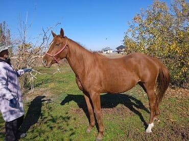 французкий бульдог цена: Продаю | Кобыла (самка) | Английская — 1