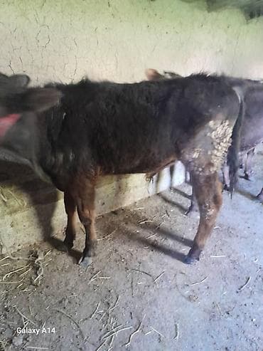 пол для скота: Продаю | Музоо, торпок | На откорм | Привязанные — 6