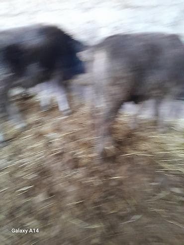 Ритуальные услуги: Продаю | Музоо, торпок | На откорм — 9