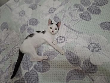 котята простые: Кошка даром: Ангорская, 3 месяца, Девочка — 6