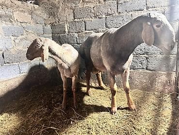 полша ат: Продаю | Баран (самец) | Арашан | На забой, Для разведения | Осеменитель — 4