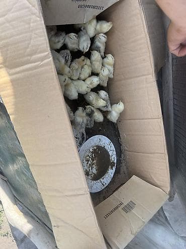 животное на у: Продаю цыплят, порода Адлера 
30 шт — 2