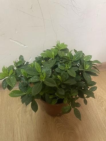 led matrix panel: Комнатные растения в горшках 1) Замиокулькас (Zamioculcas zamiifolia) — 9