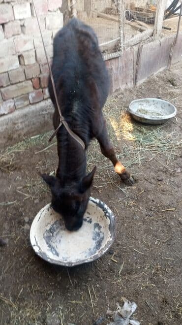 Зоотовары: Продаю | Музоо, торпок | Полукровка | На откорм | Привязанные — 8