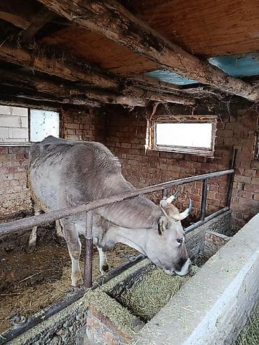 Услуги ветеринара: Продаю | Корова (самка) | Для молока | Стельные — 2