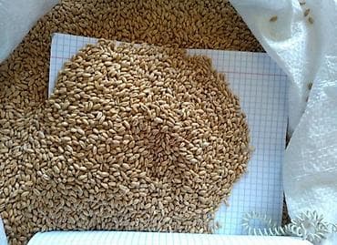 продам соль: Пшеница (зерно) кормовой чистый нету мусоров крупный зерно упокавно в — 2