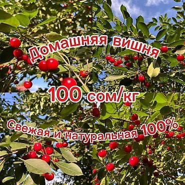 черный орех: Вишня В розницу, Платная доставка — 1
