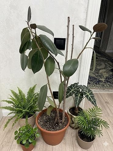 большой фикус: Фикус эластика (каучуконосный) в горшке. Торг уместен - Высота — 2