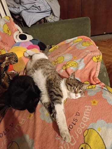 американская енотовая кошка: 5 месяцев, Мальчик — 15