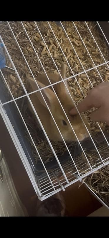 кемири: Продаю | Кролик самец | Декоративная — 3