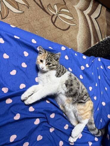 Кошка даром: Беспородная, 3 месяца, Девочка, Приучена к лотку