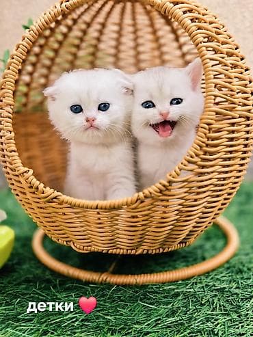 кошки скотиш фолд: Вязка !!! Читайте внимательно! Не продаётся. Молодой привозной котик — 4