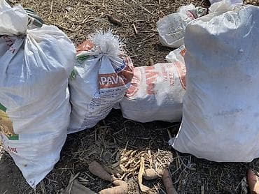 Молочные продукты и яйца: Морковь Оптом — 1