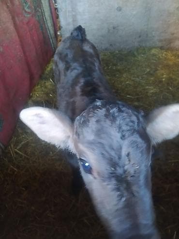 бык производитель: Продаю | Музоо, торпок | На откорм | Племенные — 2