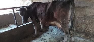 Аквариумы: Продаю | Корова (самка) | На забой | Не стельные — 2