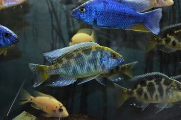 сколько стоит сиамская кошка в сомах: Продаю крупных цихлид (взрослые, от 16 см) : 1. Золотистый Леопард 2 — 7