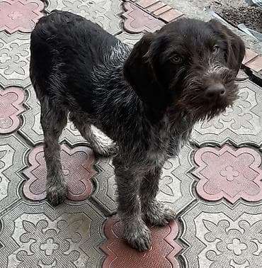 Дратхаар, 5 месяцев, Самец, С прививкой