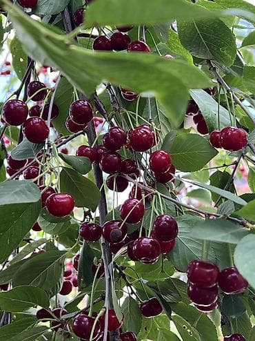 бишкек цветы: Вишня — 2