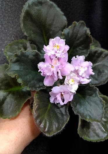 фиалки мини: Продаю молодые фиалочки 🌺🌿🌺 По всем вопросам обращайтесь по телефону — 9