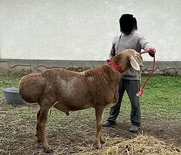 Продам с/х животных: Продаю | Баран (самец) | Арашан | Для разведения | Племенные — 4
