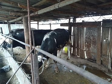 скот на забой: Продаю | Бык (самец) | Полукровка | На откорм | Привязанные — 2