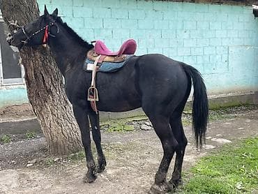 продаю гусь: Продаю | Жеребец | Полукровка — 6